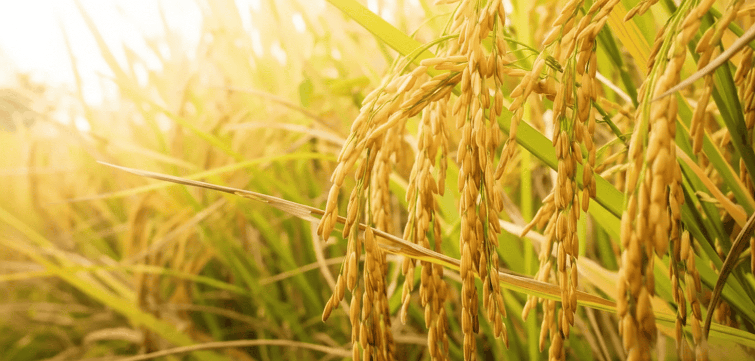 Premium Processed Rice Display